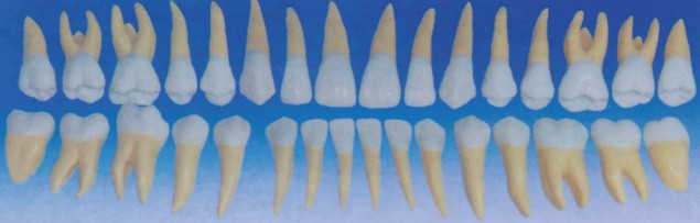 成人牙模型总汇（32颗）YR-L1033