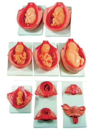 胎儿妊娠发育过程