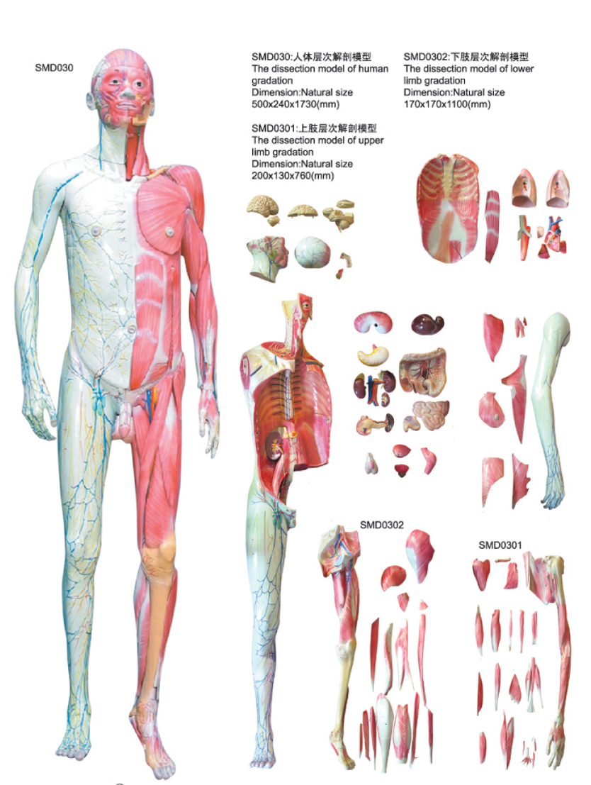 人体全身层次解剖附内脏模型