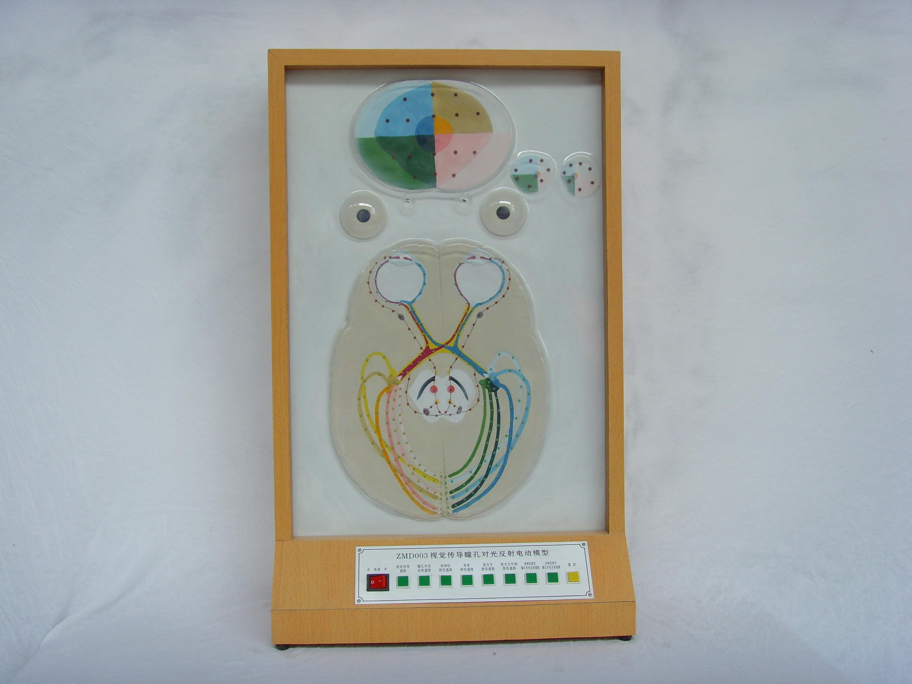 视觉传导瞳孔对光反射电动模型