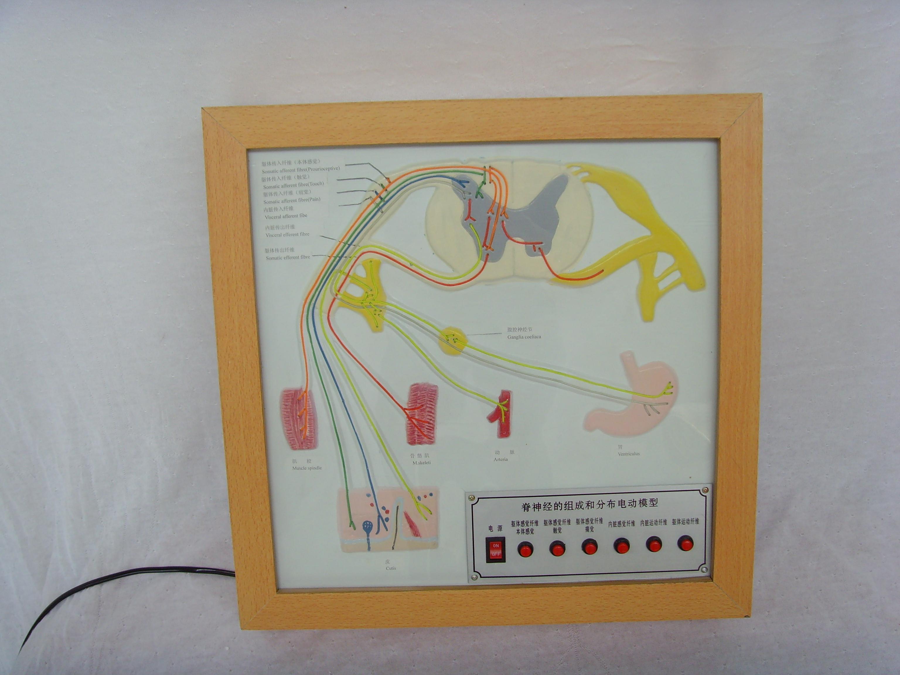 脊神经的组成和分布电动模型
