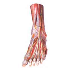 足肌附主要血管神经模型