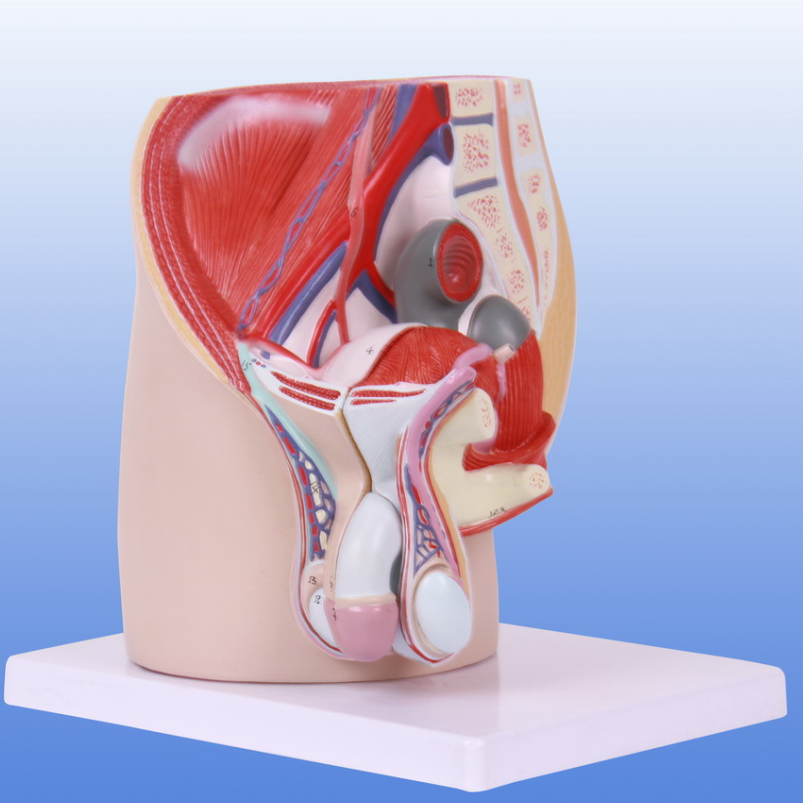 男性盆腔正中矢状切面附生殖器解剖模型