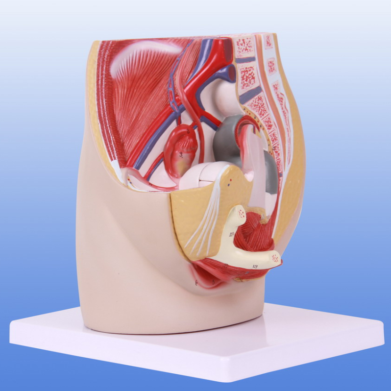 女性盆腔正中矢状切面附生殖器解剖模型