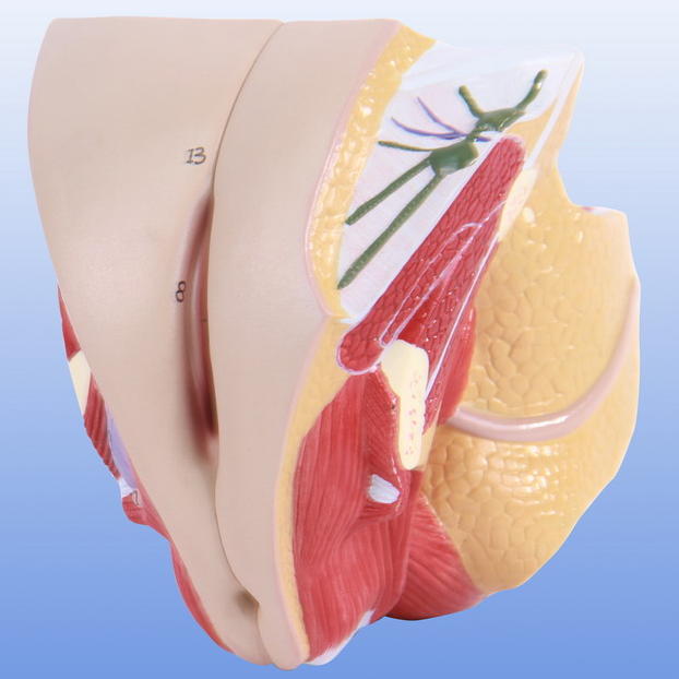 女性生殖器官结构模型