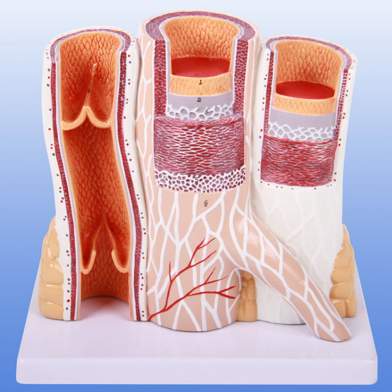 动脉与静脉解剖放大模型