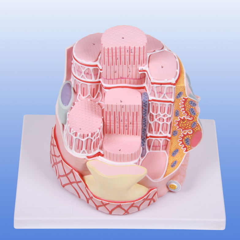 骨骼肌纤维与运动终板放大模型