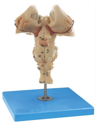 脑干放大模型