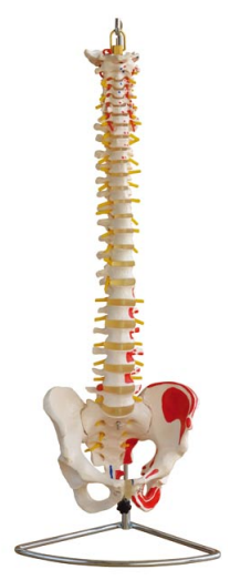 自然大脊椎带骨盆附肌肉着色点模型