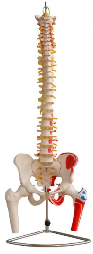 自然大脊椎附骨盆、半腿骨附肌肉着色模型