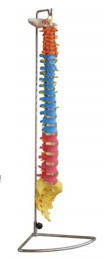彩色自然大脊椎模型