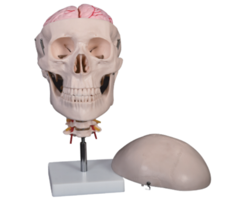 头骨带8部分脑及颈椎模型