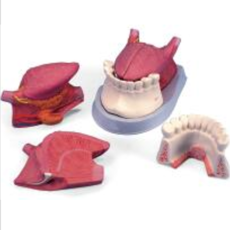 舌解剖连、牙模型（3部件）