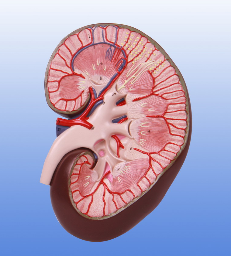 肾脏剖面放大模型