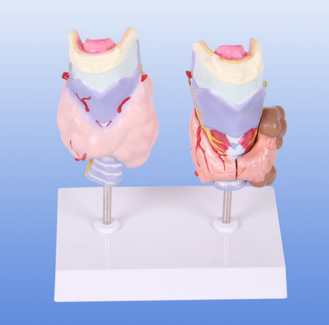 甲状腺解剖模型