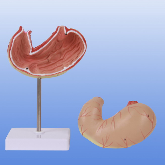 自然大胃解剖模型