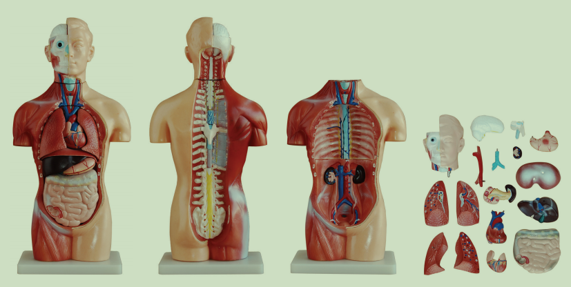 无性躯干模型18件42CM