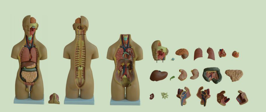 两性躯干模型20件55CM