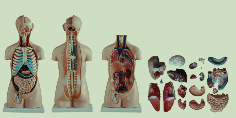无性躯干模型20件85CM