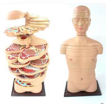 人体头颈躯干横断断层切面解剖模型