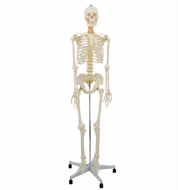 人体骨骼模型YR-A1001