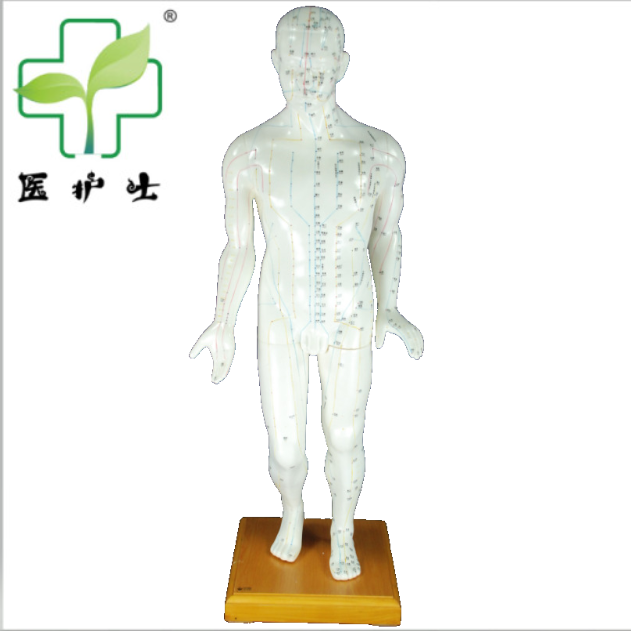 医护士-针灸铜人模型1米