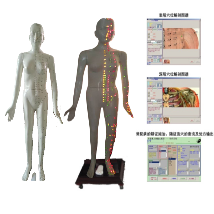 多媒体女性人体针灸穴位发光模型