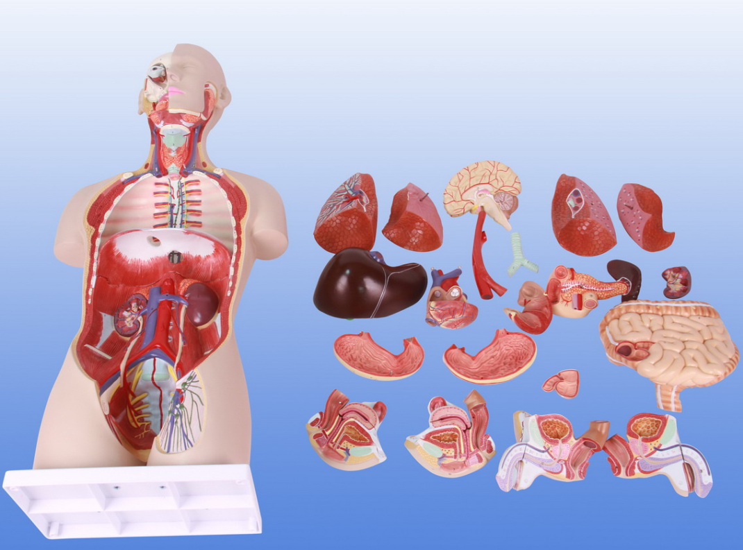 <b>男、女两性躯干附肌肉内脏背部开放式头颈模型</b>