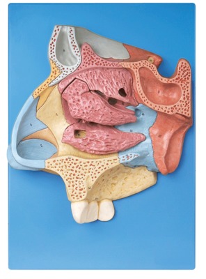 鼻腔放大模型