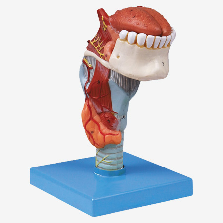 喉附舌、牙模型