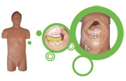 外科手术技能训练仿真模型