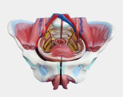 女性骨盆附生殖器官与血管神经模型