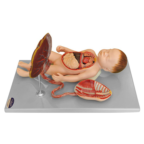 胎儿解剖附内脏附胎盘脐带模型
