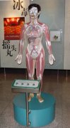 微电脑吸食毒品血液循环电动模型