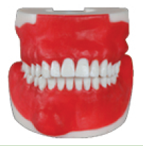 口腔外科综合模型