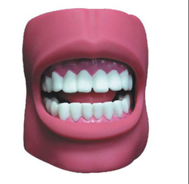 牙护理保健模型（带脸颊）（自然大）