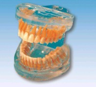 透明成人牙模型YR-L1007