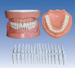 可卸式有根标准牙模型YR-L1020