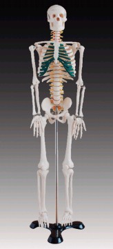 人体骨骼带神经模型(85cm)