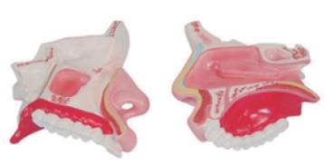 鼻腔解剖模型