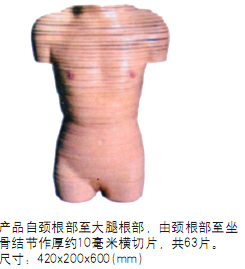 女性躯干断层解剖横切面模型