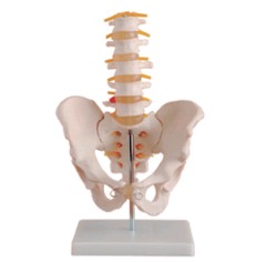 自然大骨盆带五节腰椎模型YR-A1022
