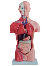 42CM男性躯干模型13件