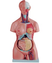 85CM三性躯干模型21件