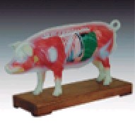 猪体针炙模型YR-Y1030